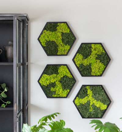 Mosebilde grønn hexagon Mosebilde grønn hexagon